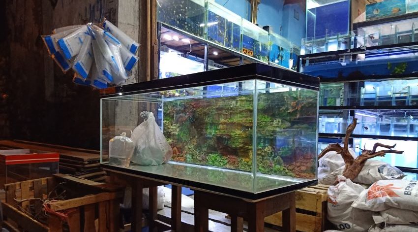 Shukaku Ikan Hias Jogja - Ikan Aquarium Jogja - C