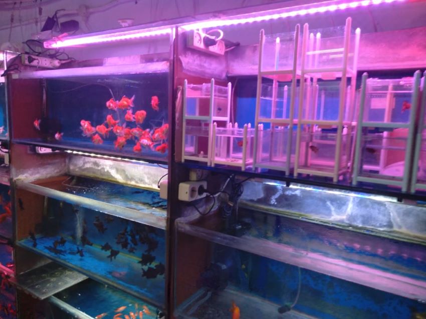 The Best Aquarium & Pet Suplay -  Toko Aquarium Jogja Terdekat - C