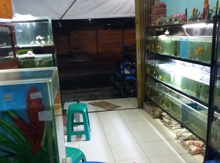 Toko Ikan Hias Bandung - C