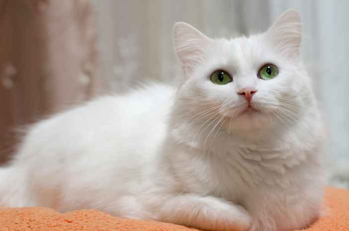 kucing anggora turki
